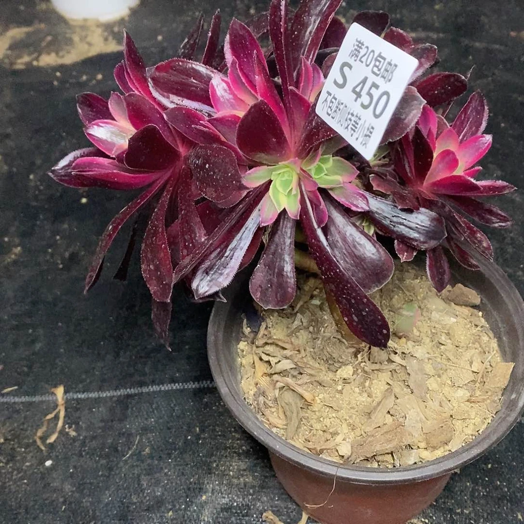 450金丝却多肉有砍