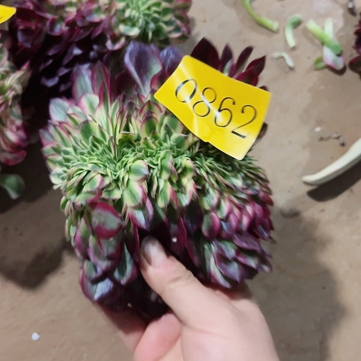 多肉植物海王缀0862