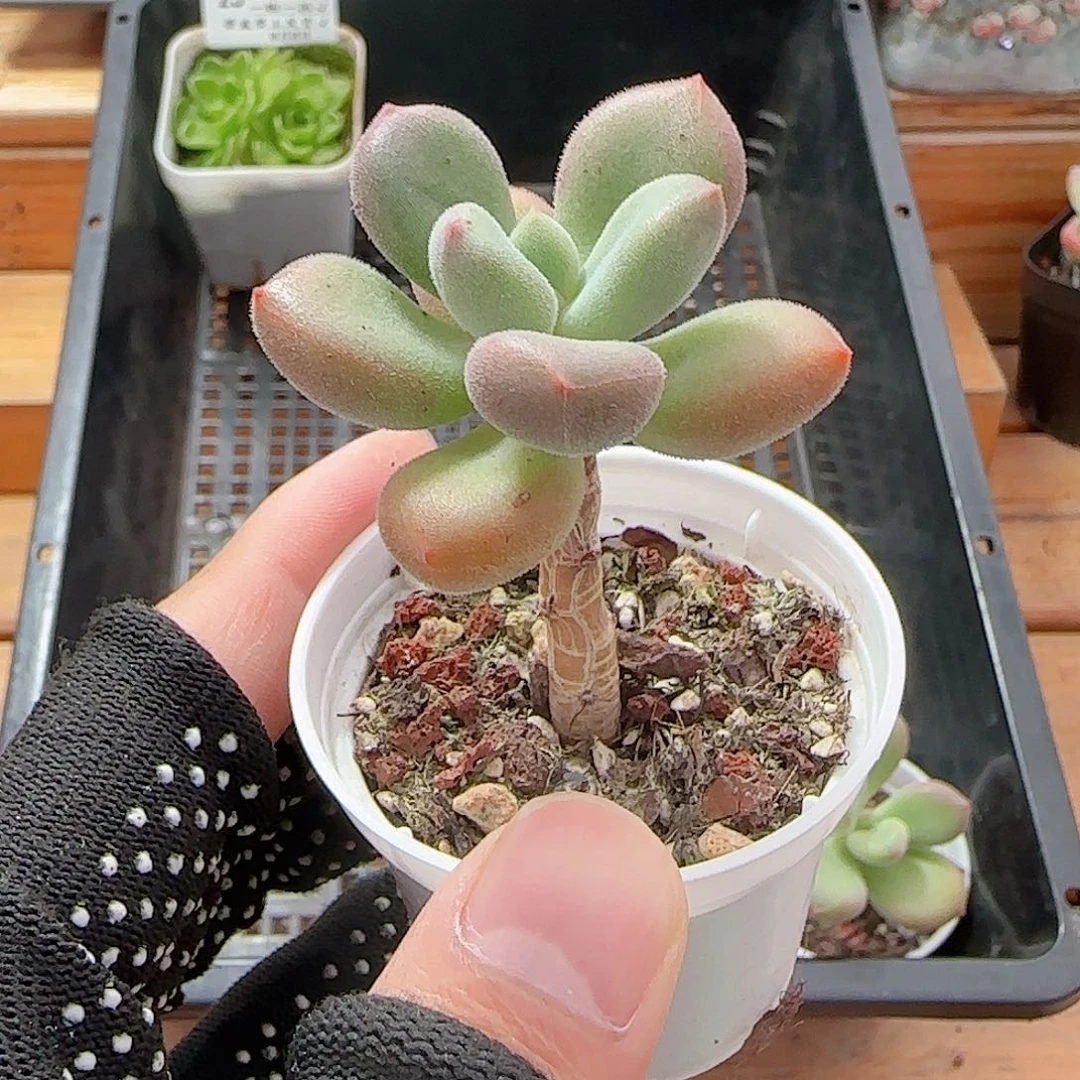 _***晚多肉0808-26小荣兔