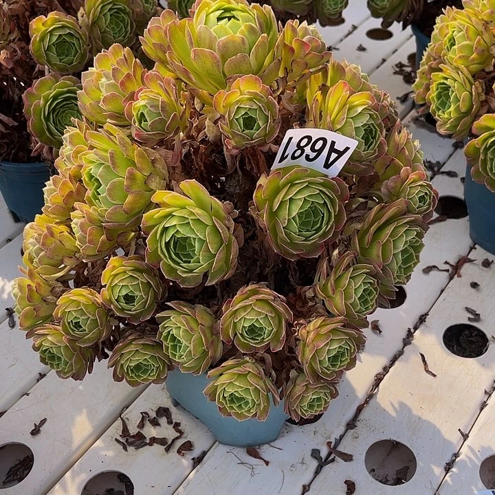 莲花法师7///50包邮