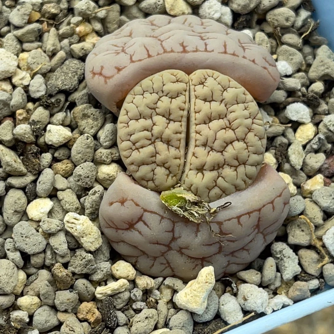 粉皮189凹凸尺寸2.0