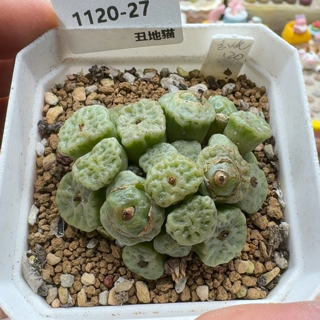 煮***茶1120-027烧麦群生肉锥