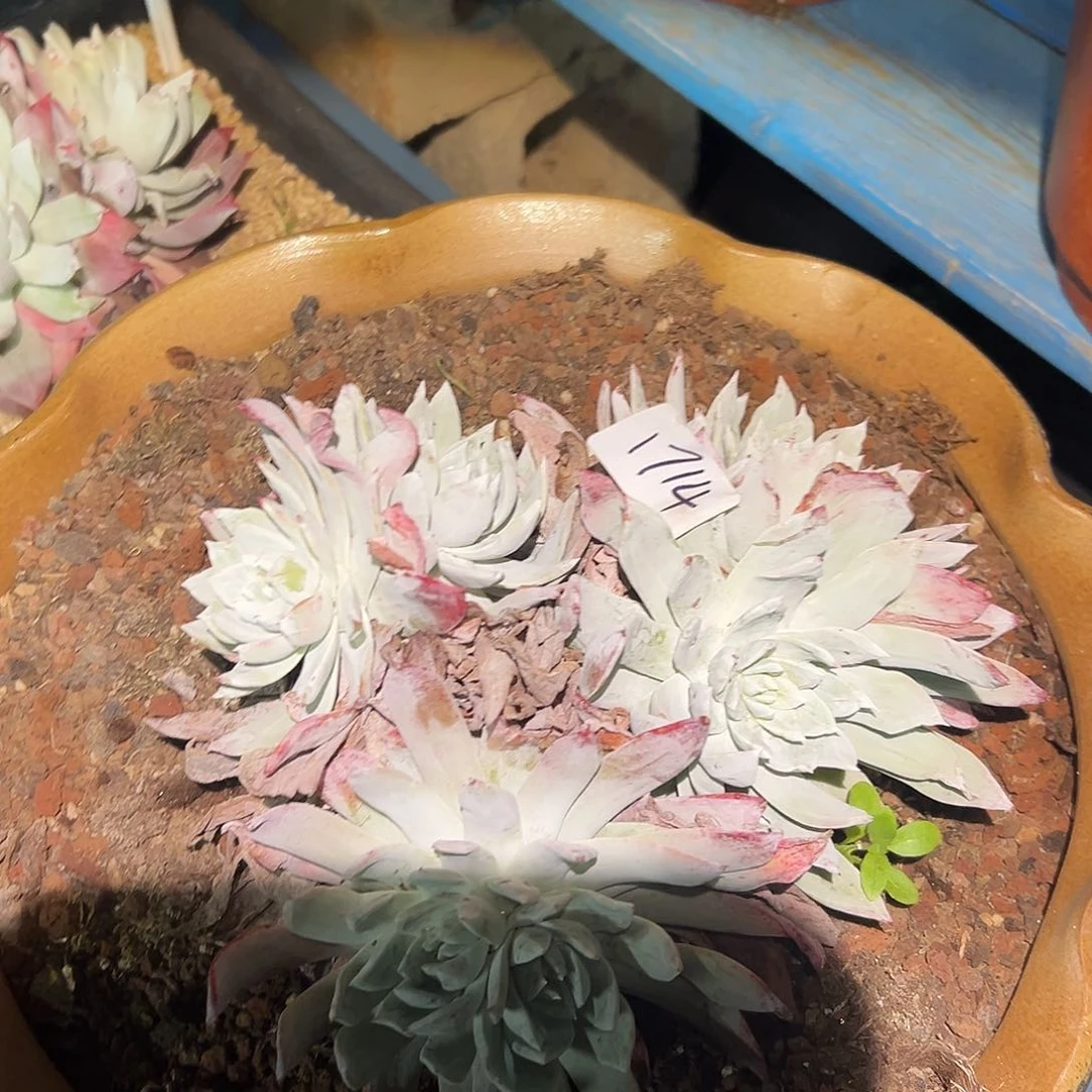 帕翠沙仙女杯多肉