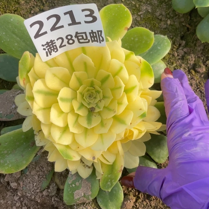 2213一号棚雪姬多肉植物M