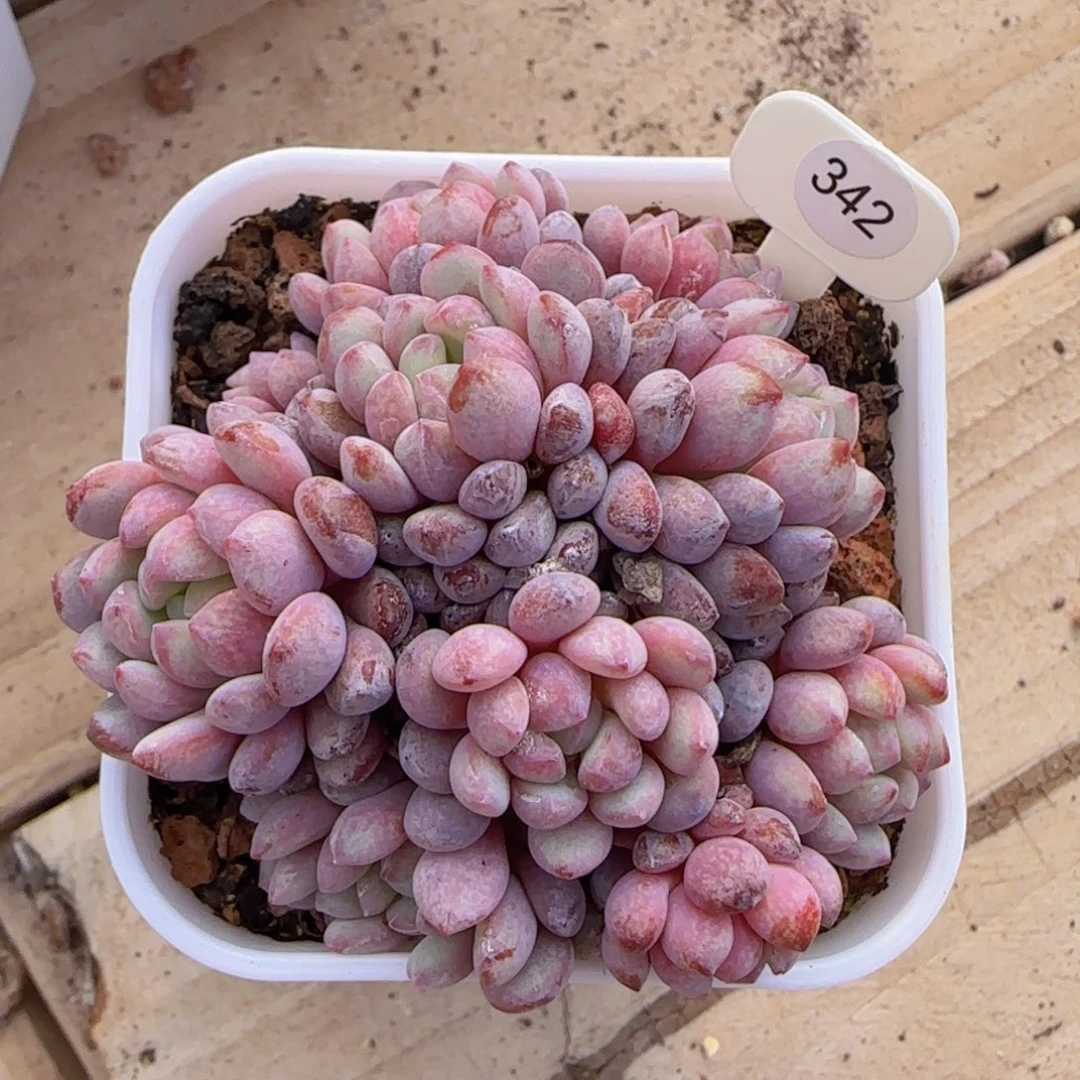 紫气东来群一颗紫豆