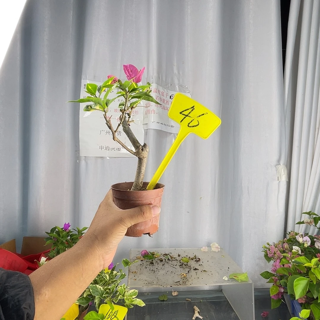 当前无花栽培后可以开花46金心双色掌中宝有返祖