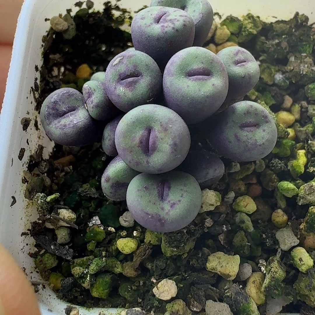 45号小红嘴一物一拍