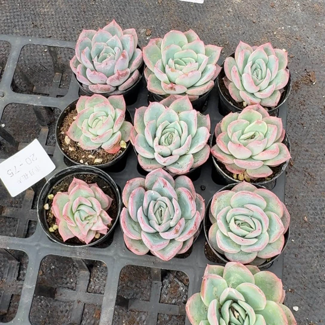 10颗二号玫瑰褪锦量拍22-121