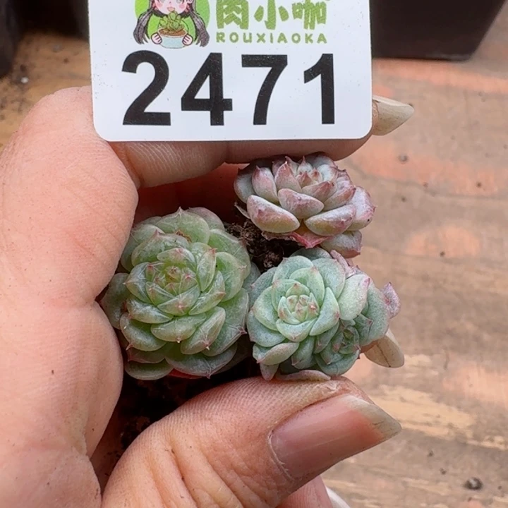 憨****。多肉植物多肉植物