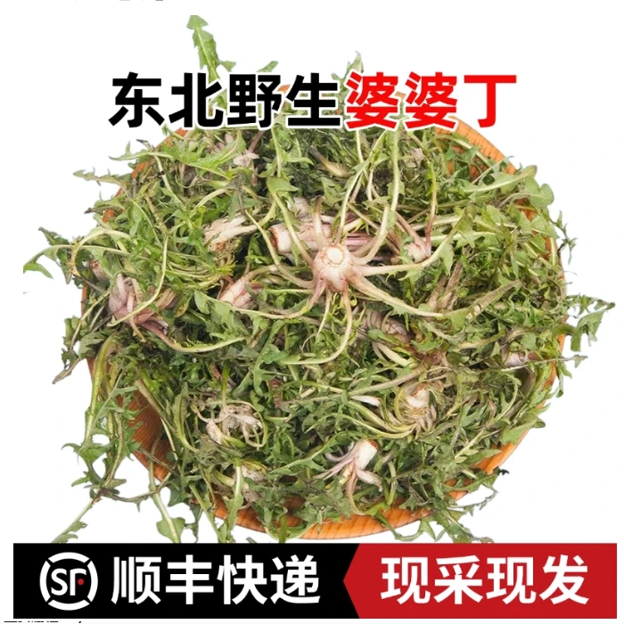 野生婆婆丁新鲜蒲公英山野菜苦菜东北蘸酱菜500g