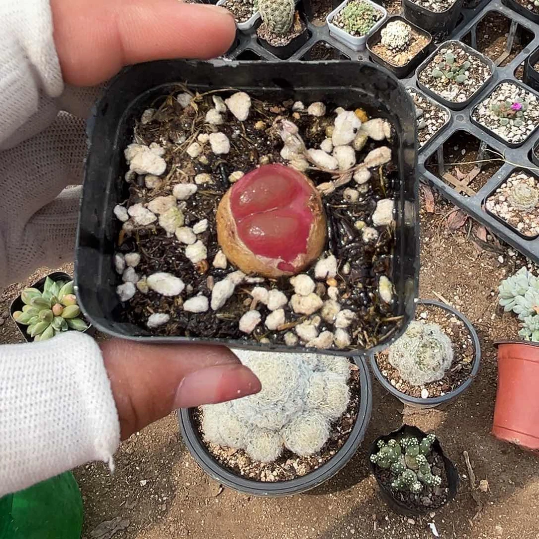 多肉植物多肉植物