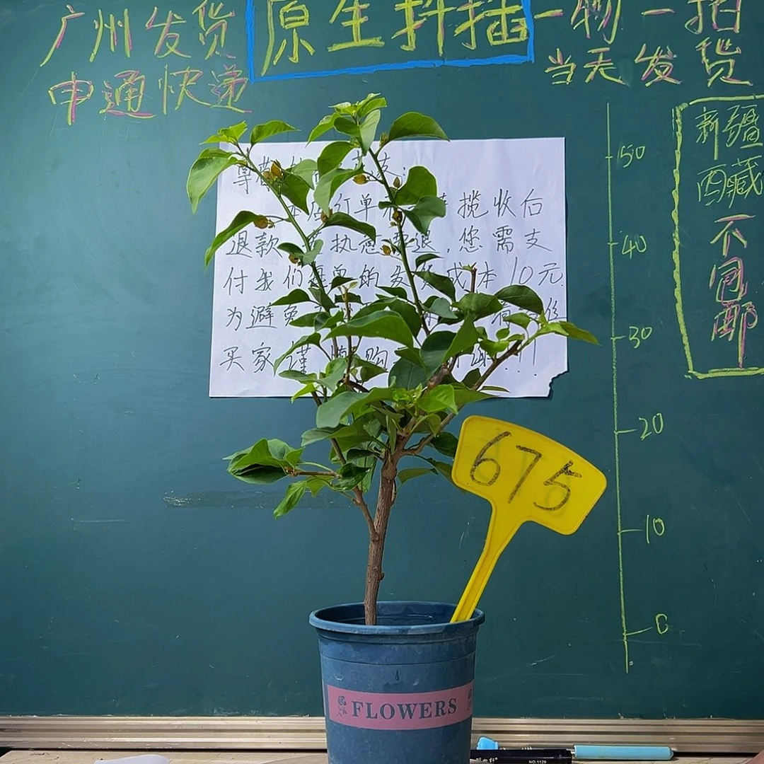 当前无花栽培后可以开花  柠檬黄 675