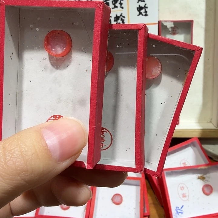 蟋蟀黄中短须2条 尾枪段一条