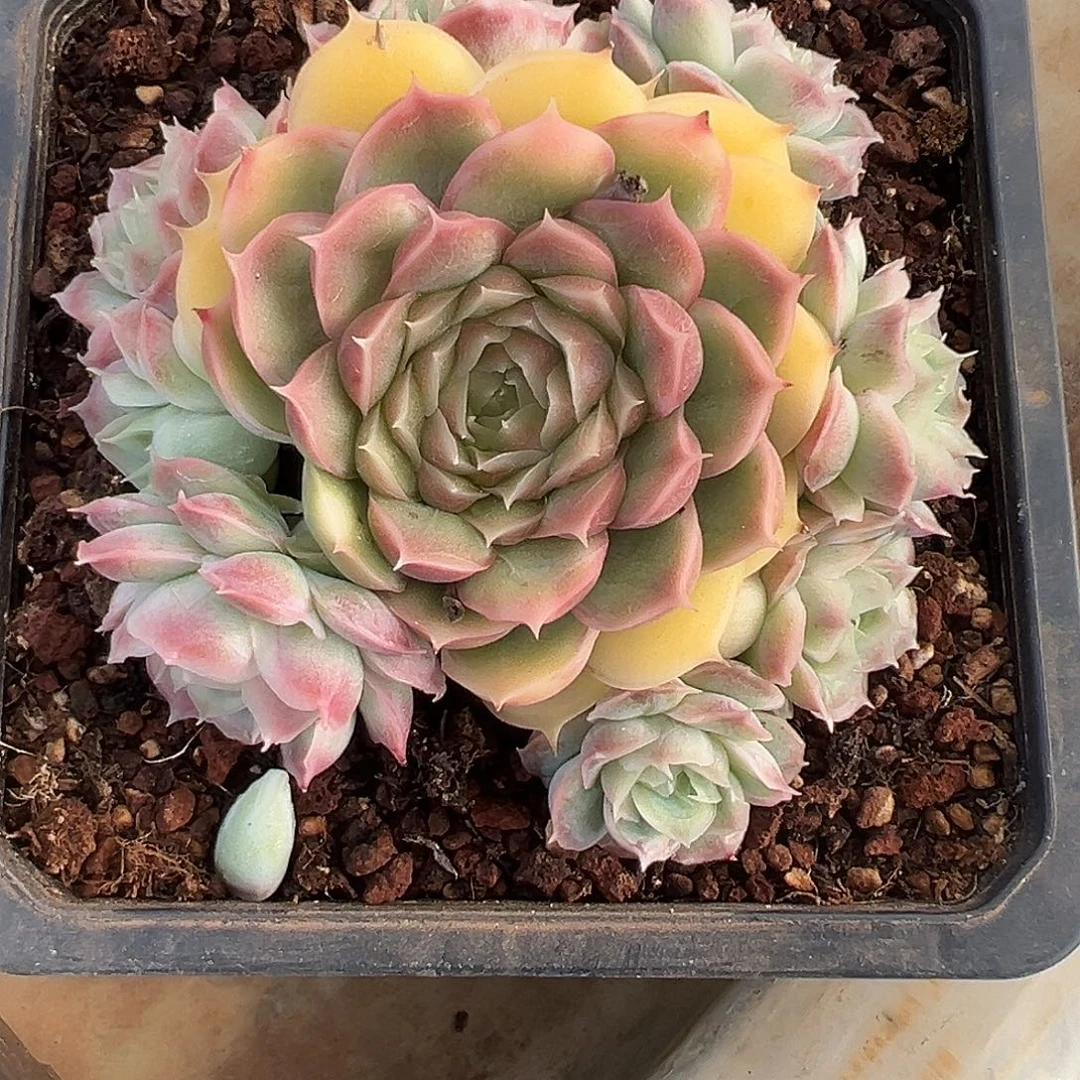 水晶虾饺捧花一物一拍