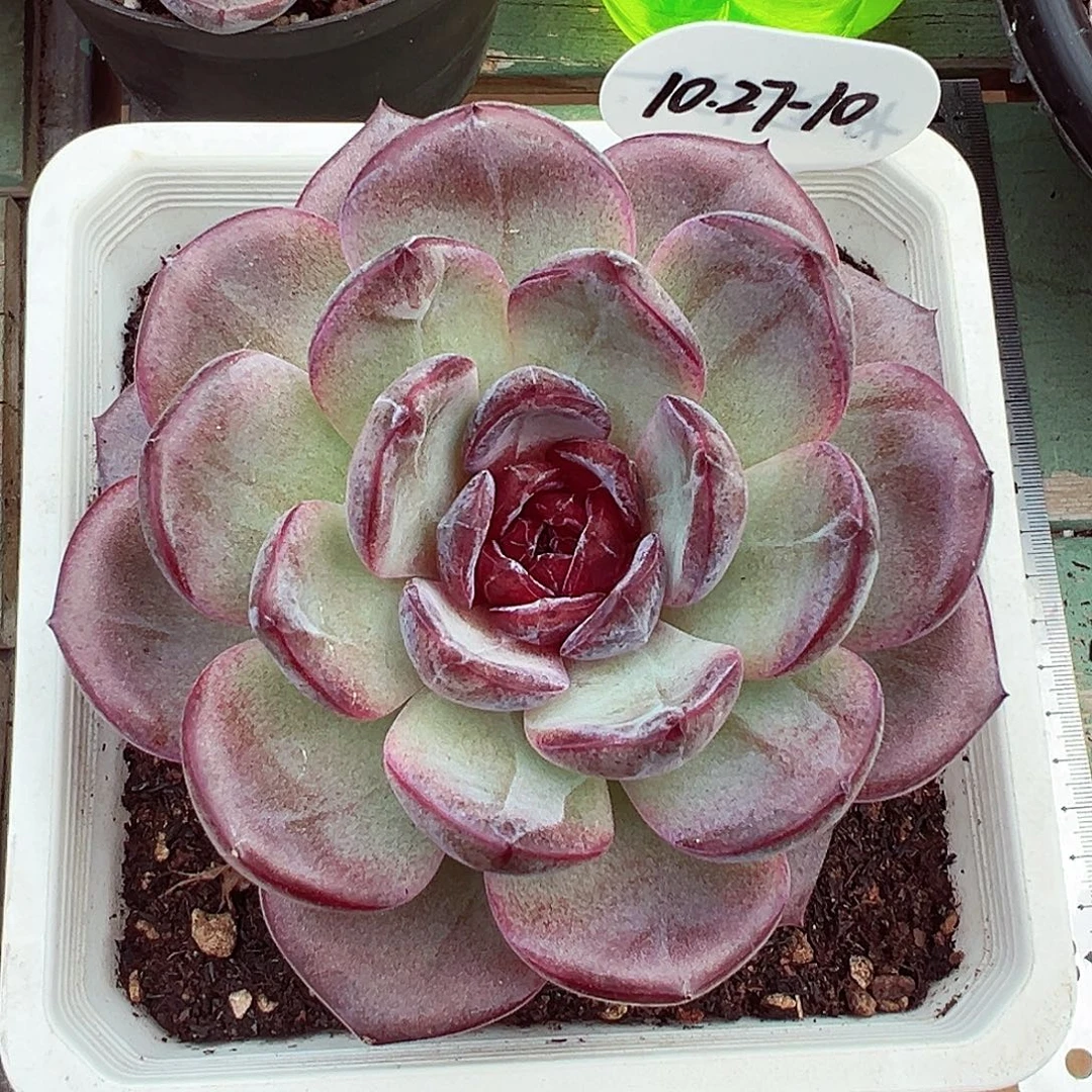 1027-10糖心夜皇后