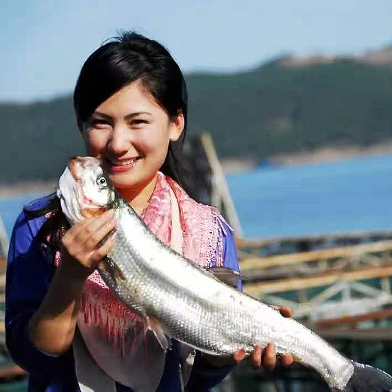 湖北十堰南水北调库区翘嘴鱼武当山老闵钓场直播间筏钓翘嘴鲌鱼