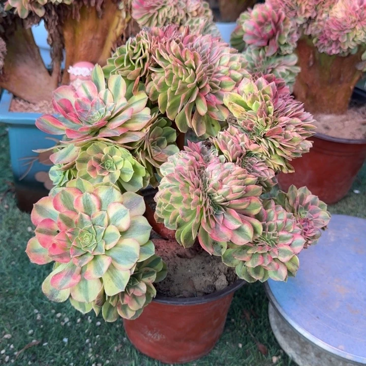 雨荷法师锦缀化888