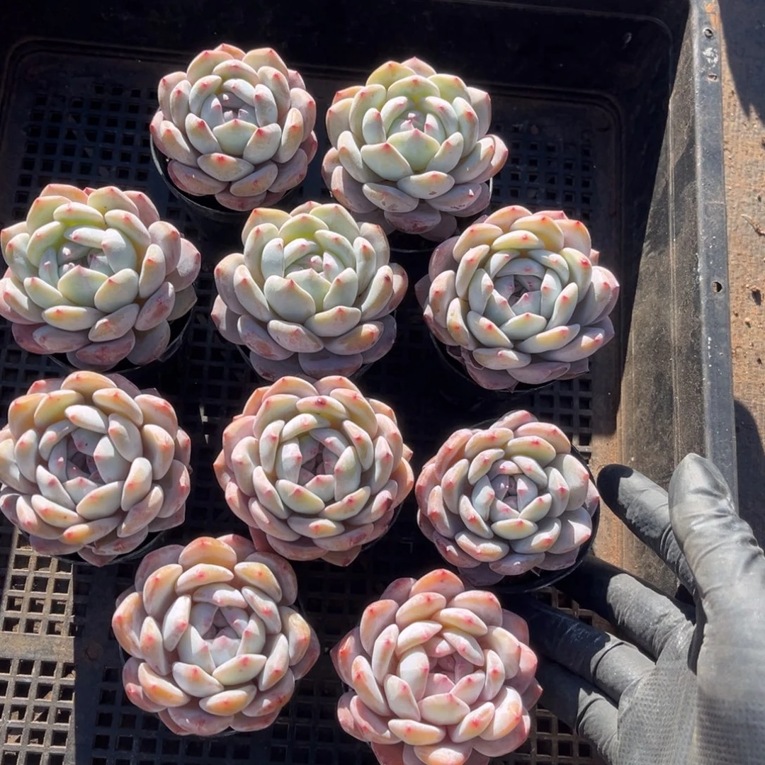 可带盆发  535号新疆西藏内蒙古不包邮的