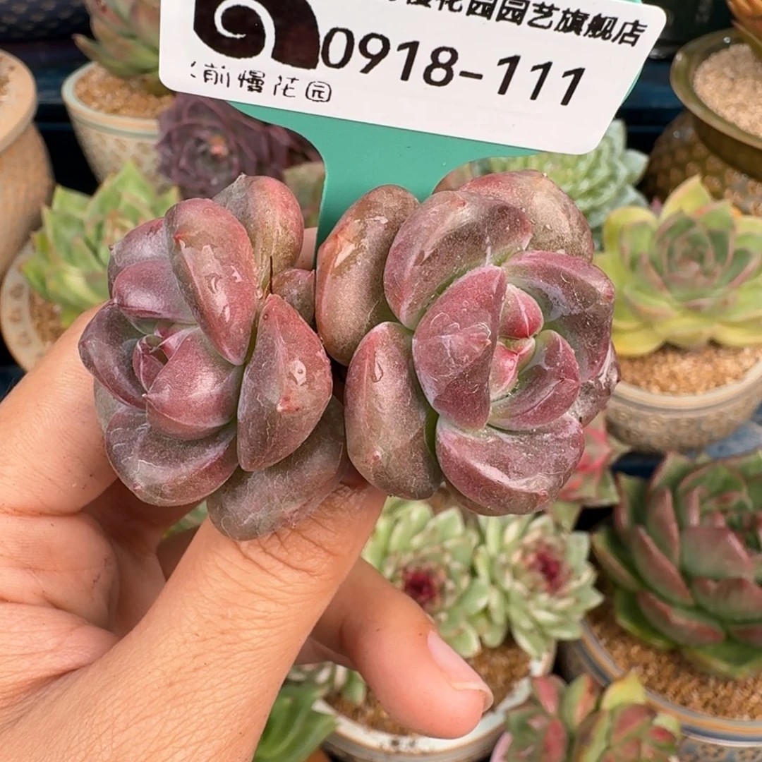 从前慢花园精品多肉编号0918.111