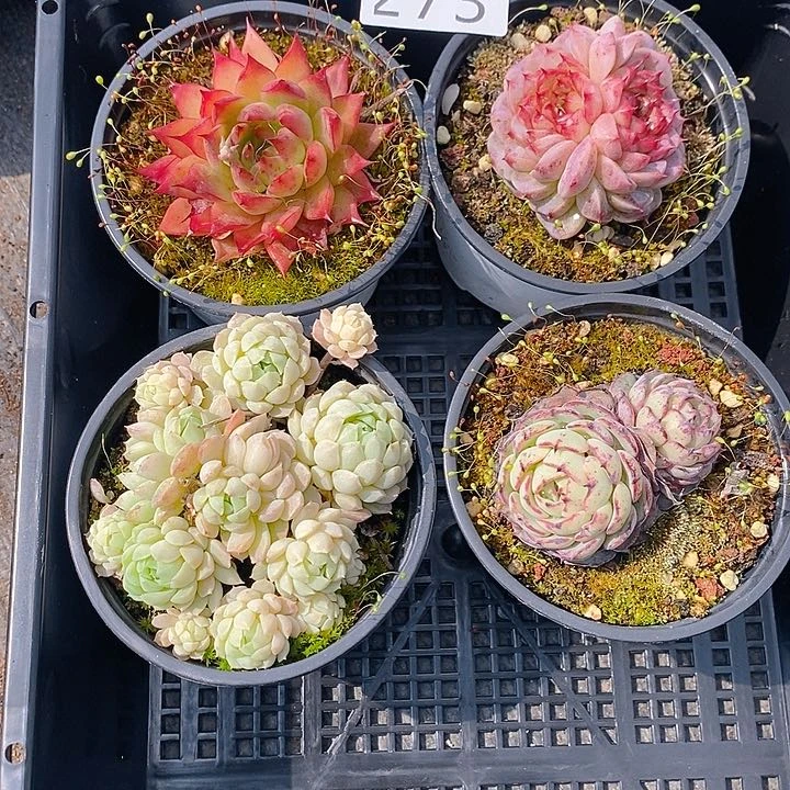 271 多肉植物组合盆栽植物