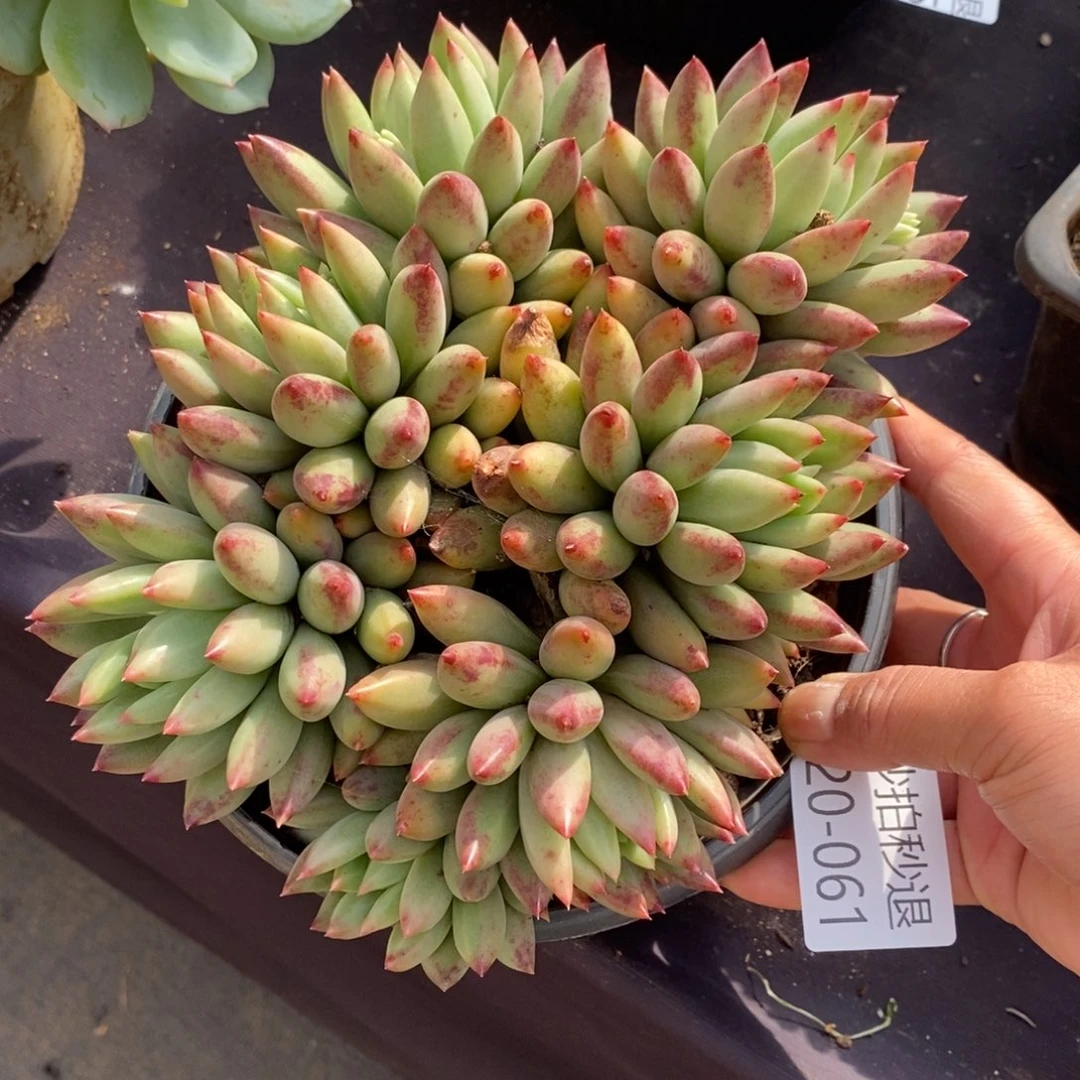 两单包邮1220-61虞美人