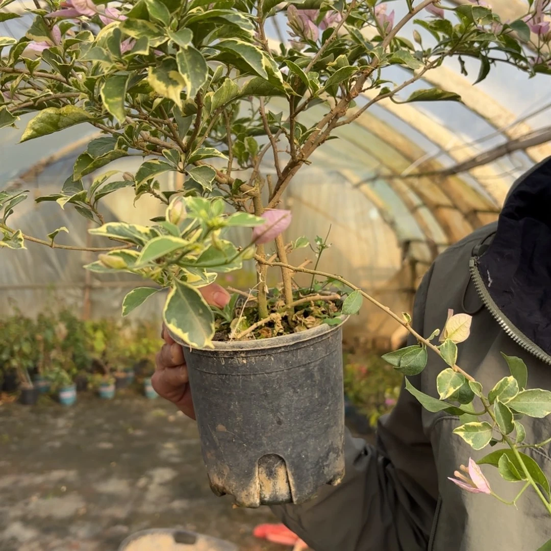 种***线完全开放（斑叶苹果）三角梅会落花落叶会光杆苗有大有小