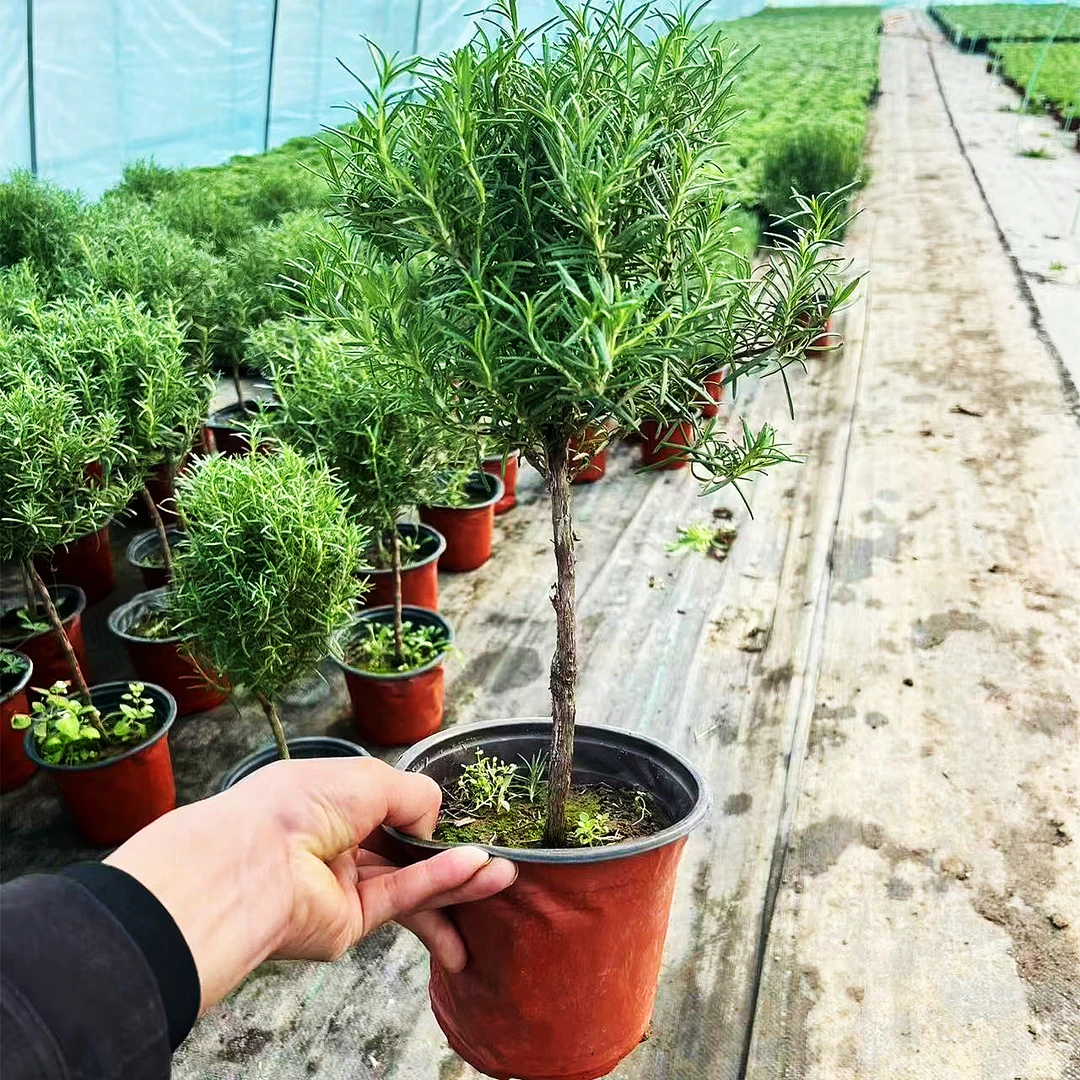 可食用盆栽香草牛排迷迭香绿植大小苗绿植驱蚊虫净化空气耐寒植物