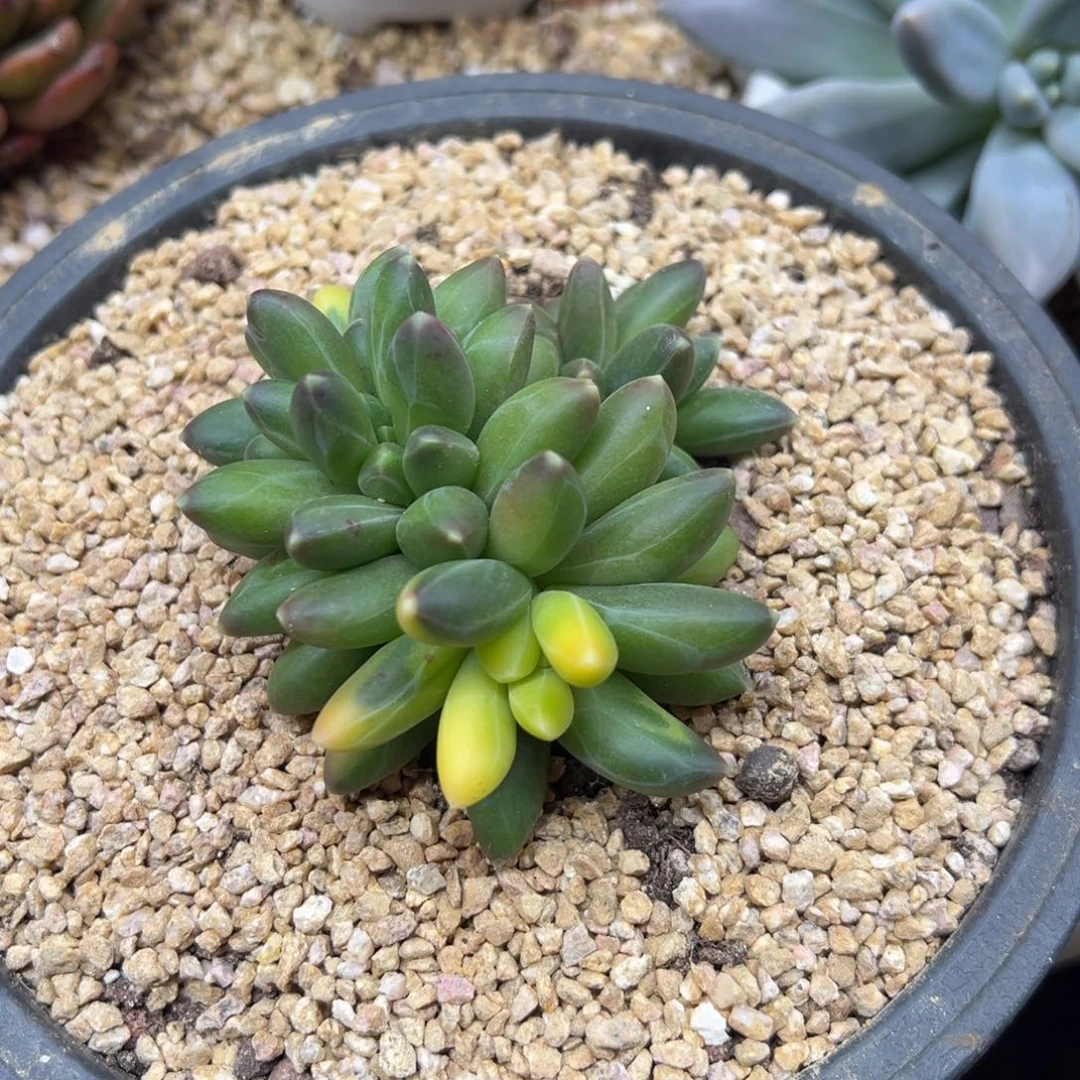 千代田之松 夏鸣园艺