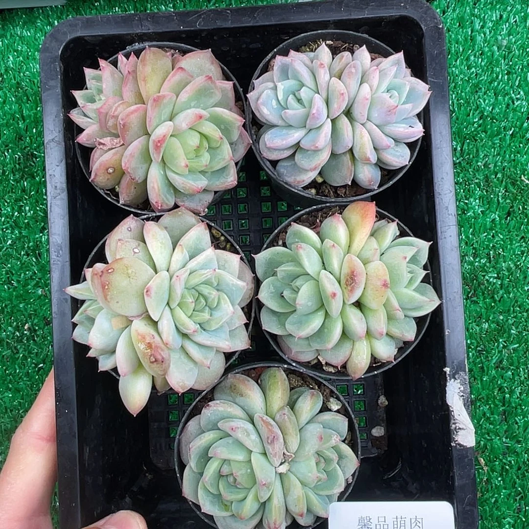 精品多肉一物一拍16-78