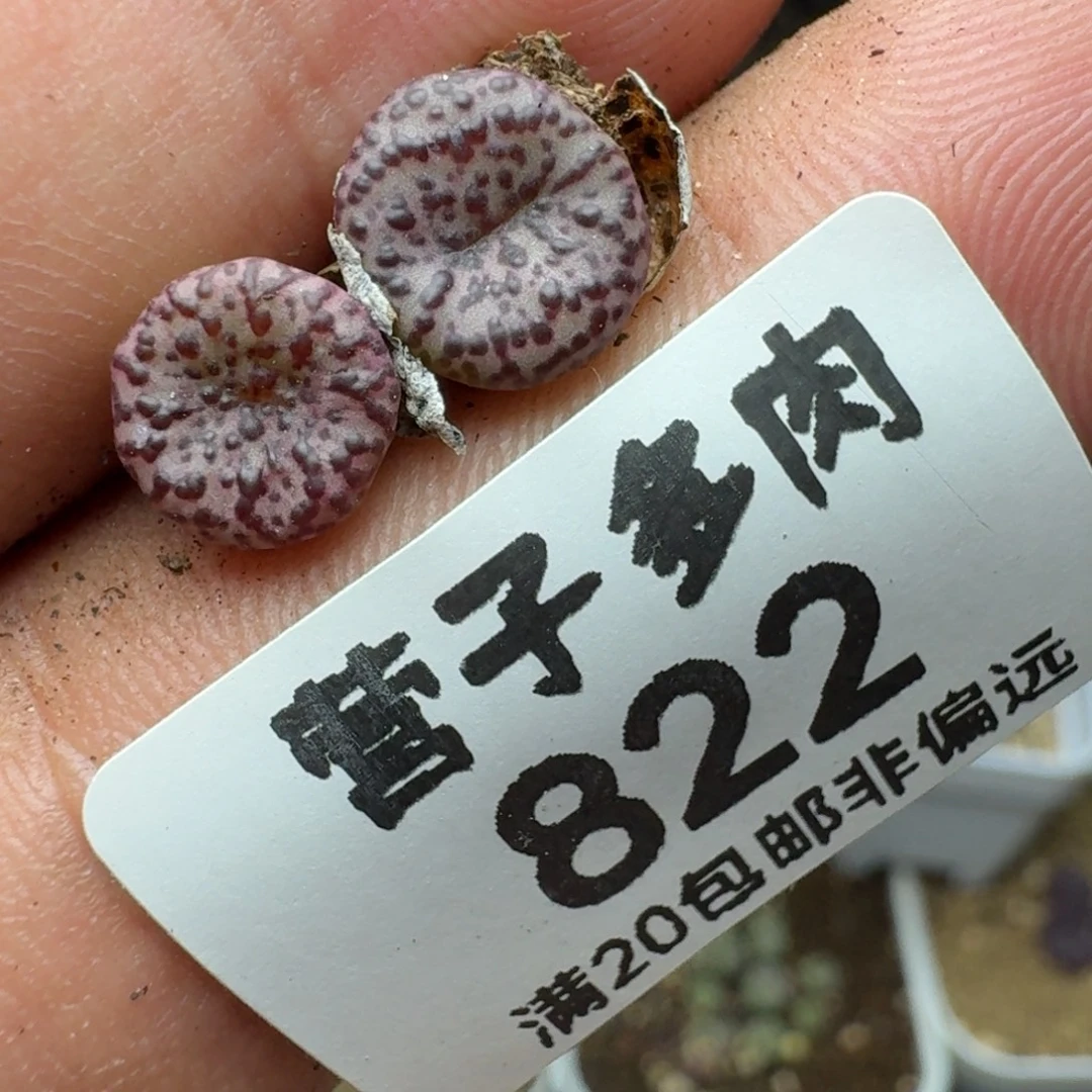 L****CR1306泡泡安贞。