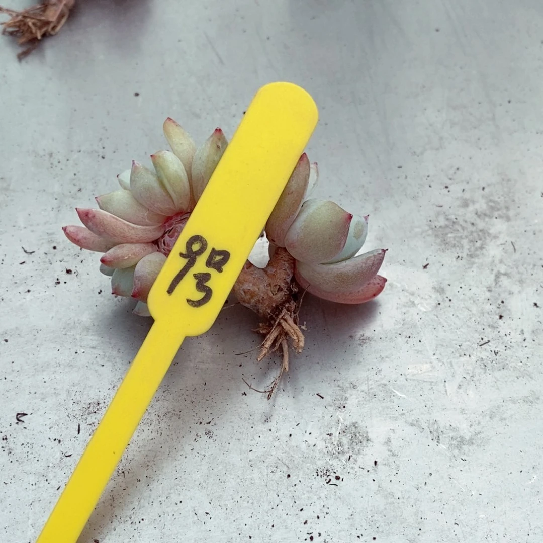 小*9号的肉肉肉肉肉肉