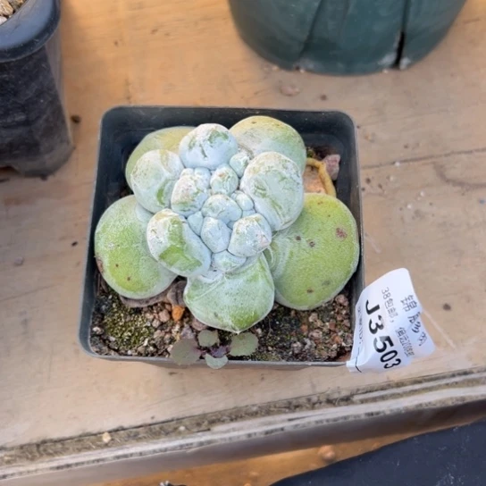 甜****y谢谢姐姐～一物一拍3503