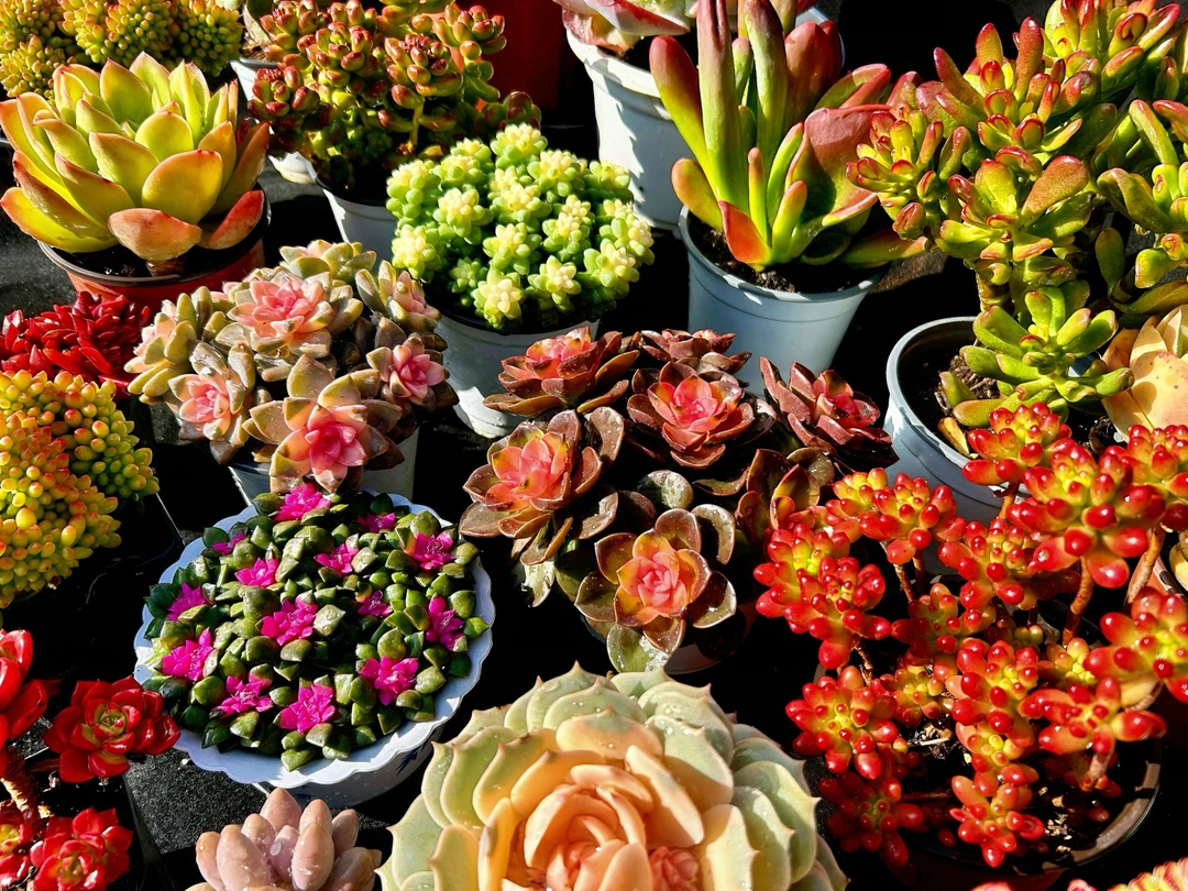 百荟（多肉任意两单包邮）综合链接 多肉盆栽植物【盆，土不售后】