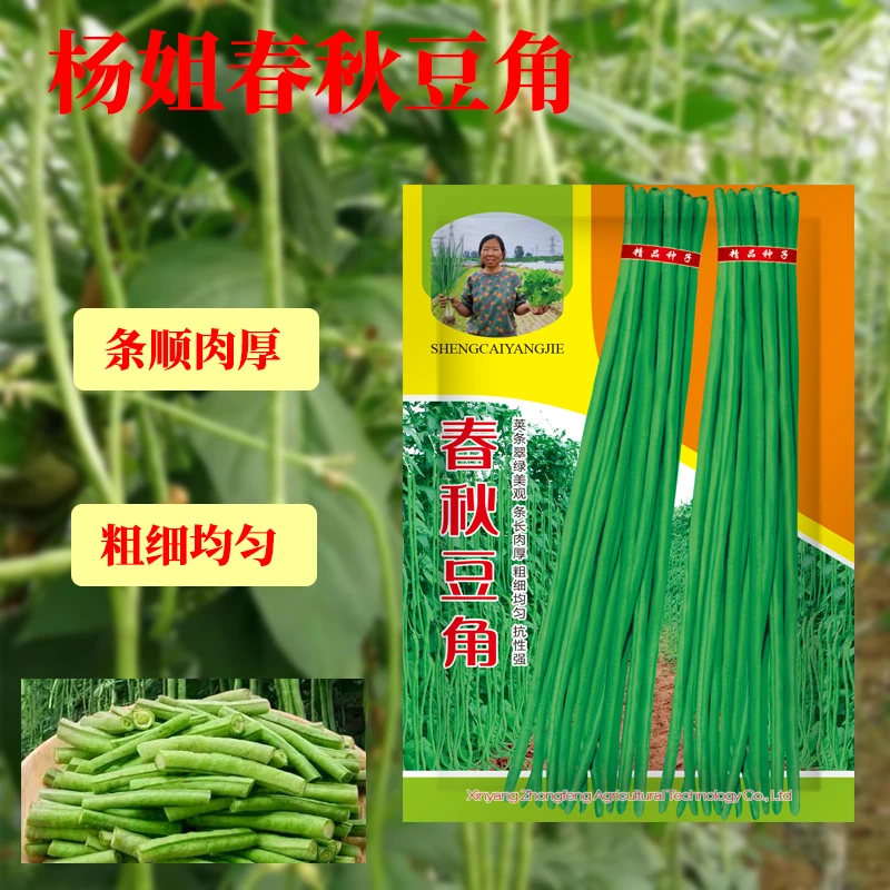 春秋豆角高产长豆角豇豆种子春秋农家蔬菜种植发芽生长适应