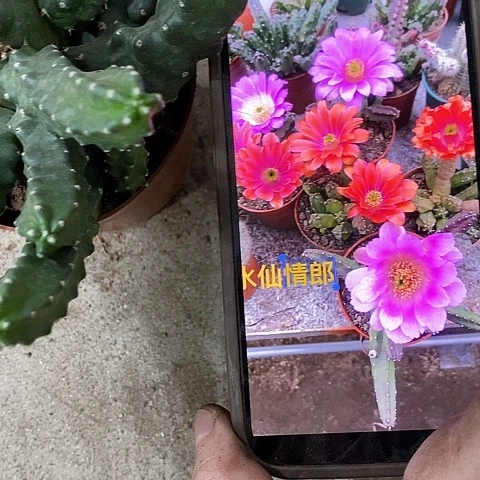 水仙情郎，侧芽会掉介意勿拍