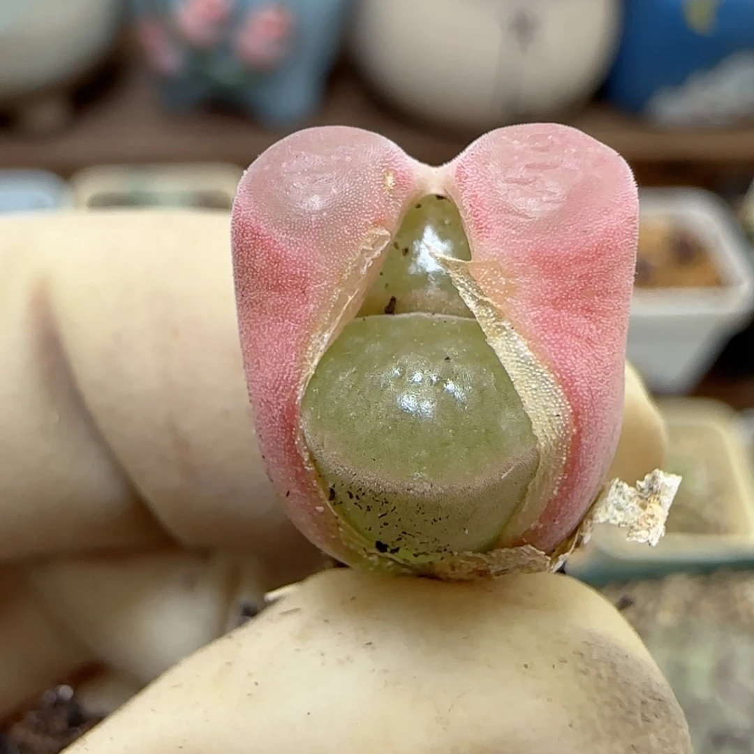 532磁铁优选福利