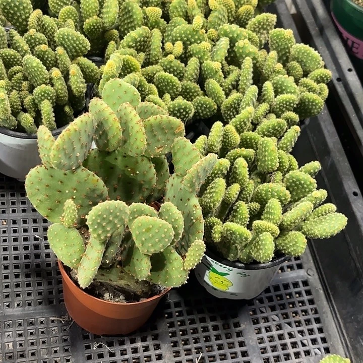 黄毛章卡通盆➕红太谷组合