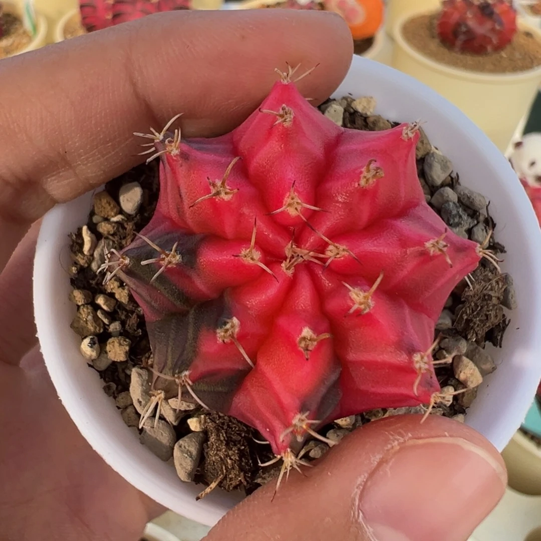 36 好看的米哈冲冲冲