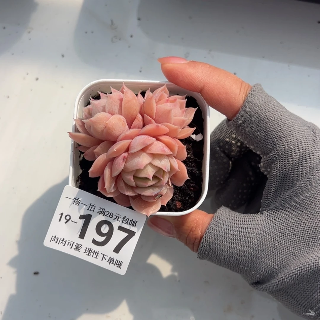 昂斯诺多肉多肉多肉多肉