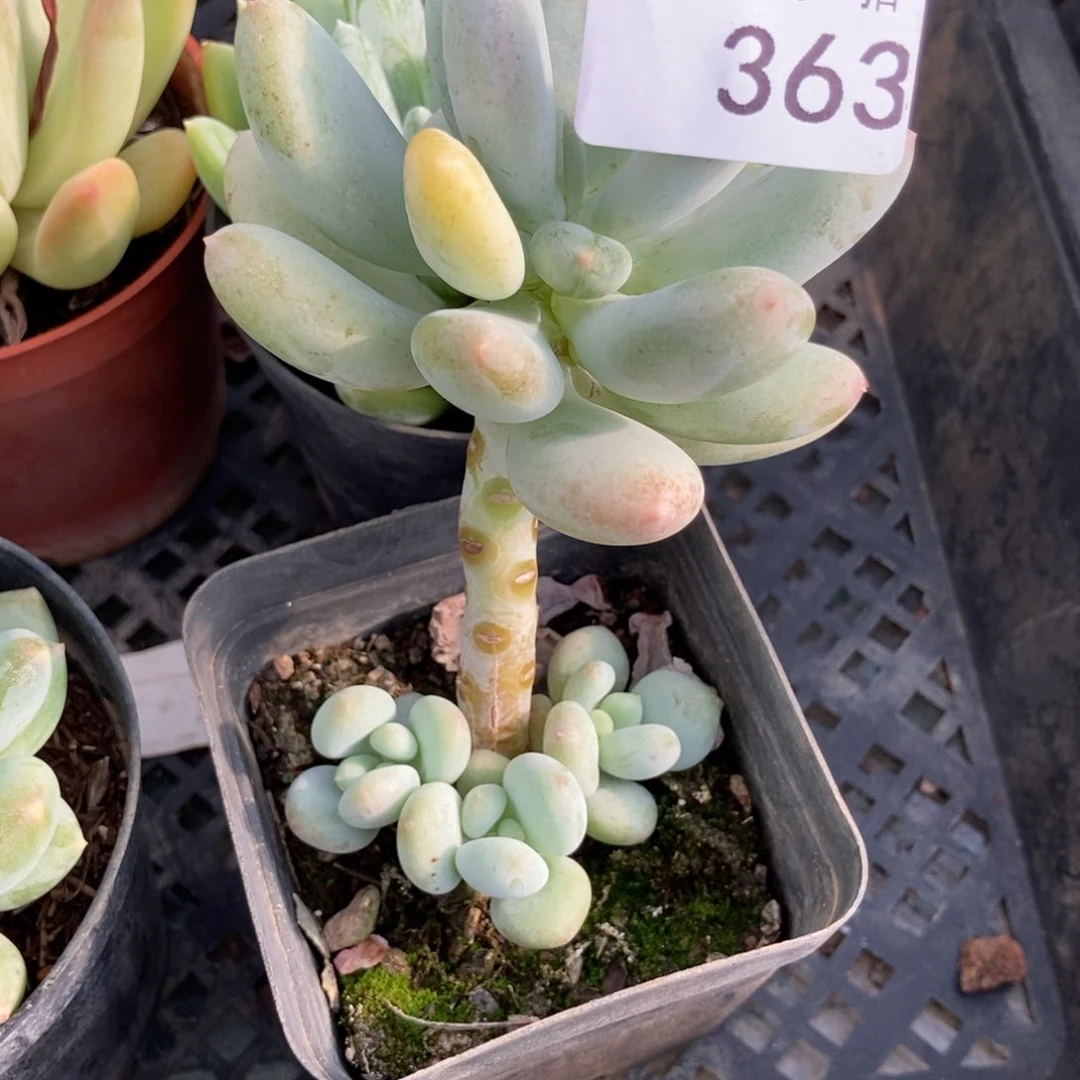 为***婆363号 一物一拍 寄养