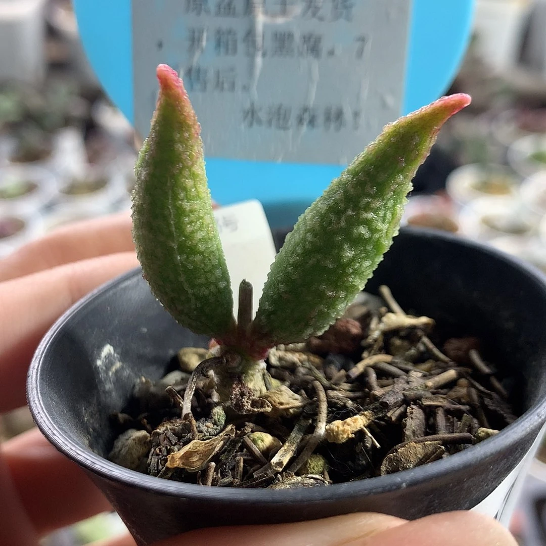 Jun047 水泡杂交实生