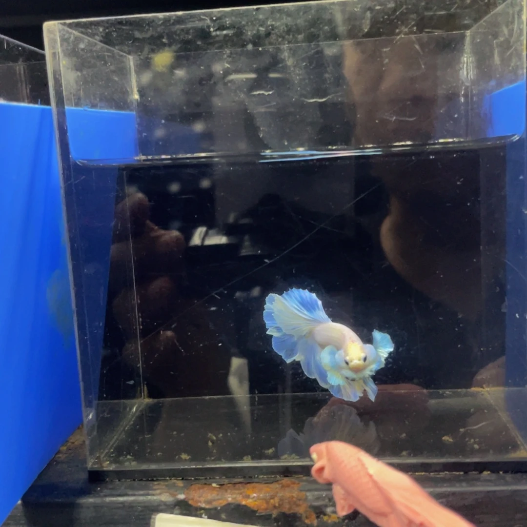 斗鱼哈哈哈试试488