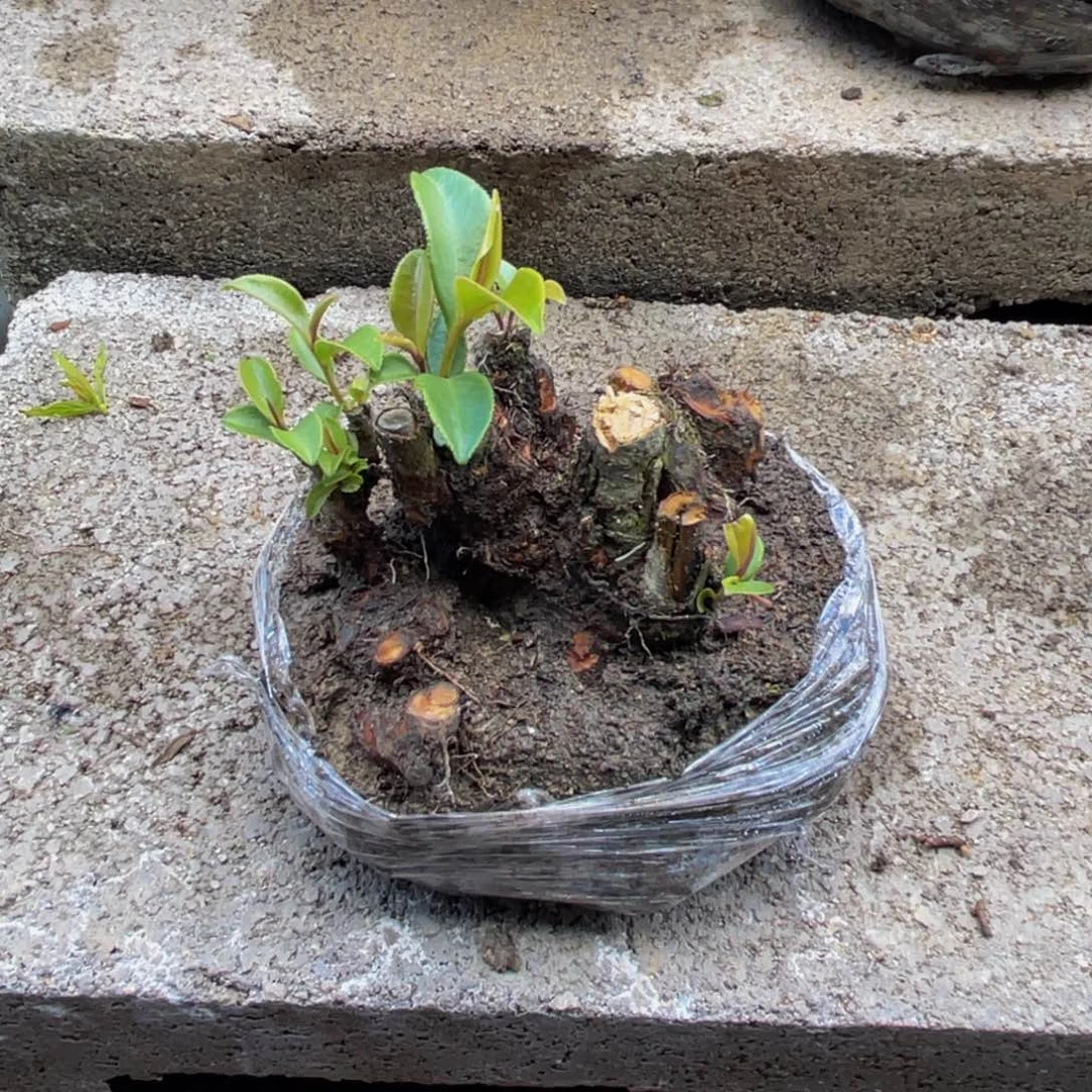 当前无花栽培后可以开花