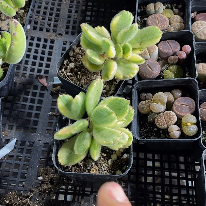 白熊2.8带盆土发货