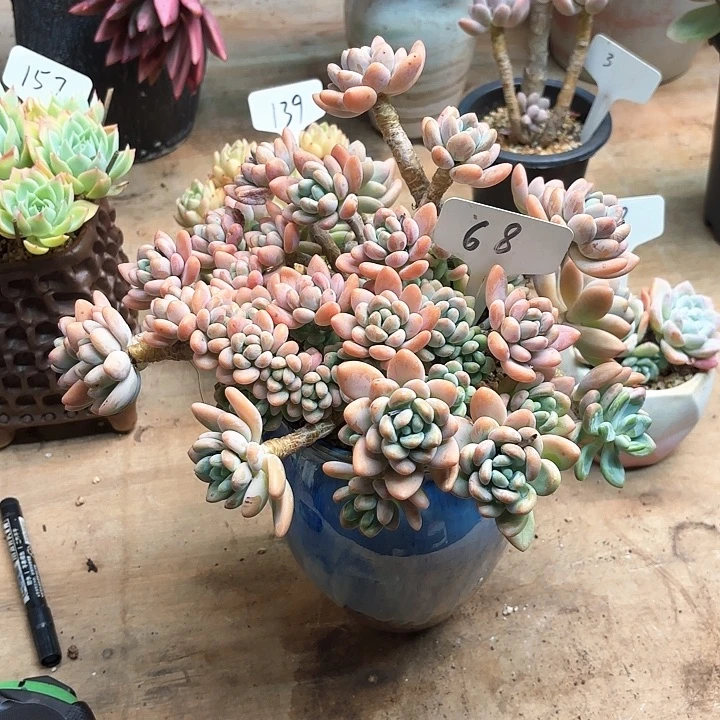 多肉植物，落神68号