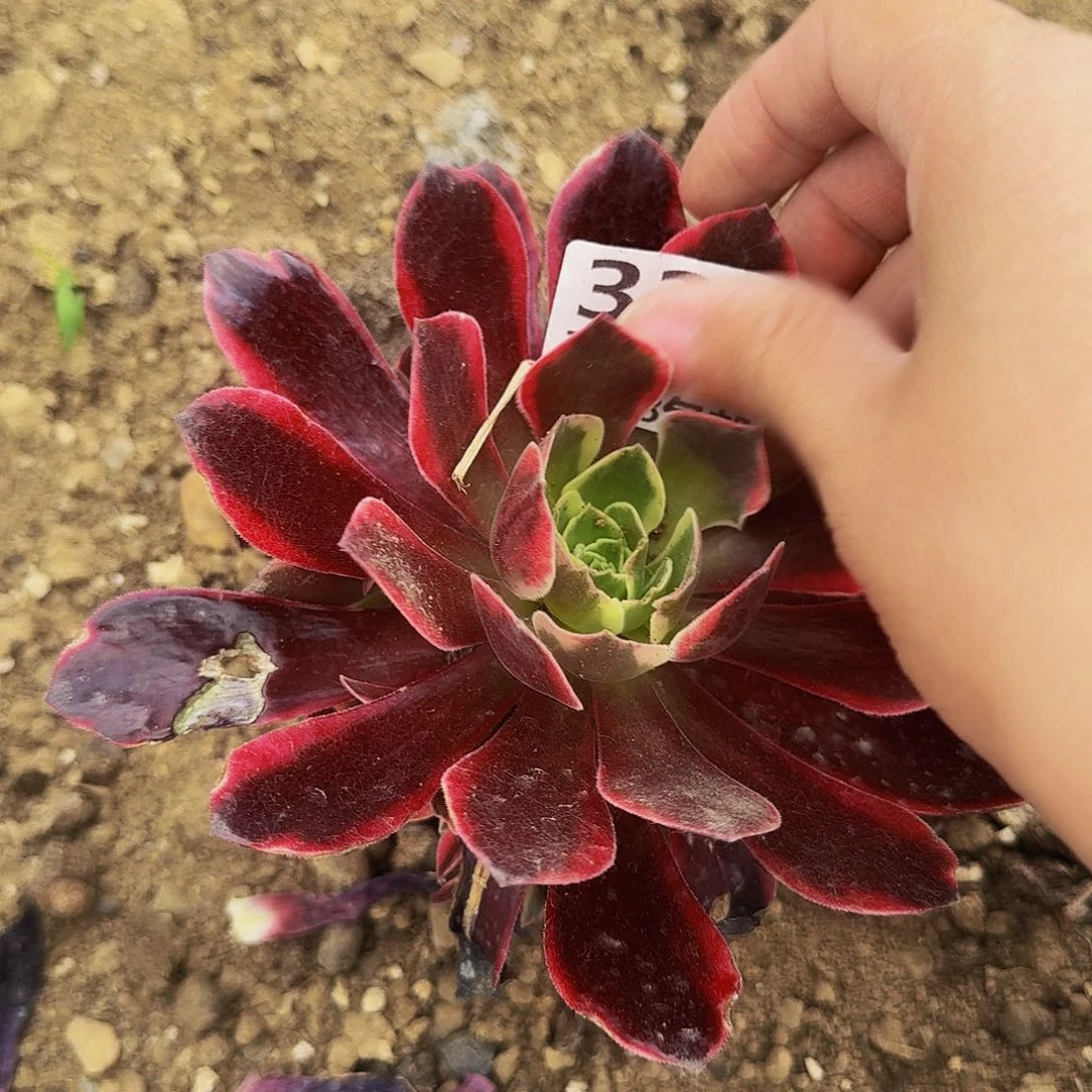 笑328金丝雀多肉法师的