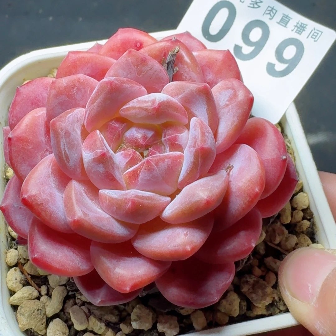 粉魄          摇身一变高富帅，一夜暴富动作快