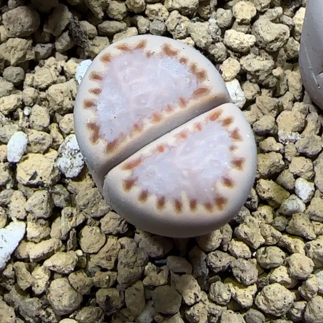 11.19.1621.013饼干.9012尺寸1.6cm