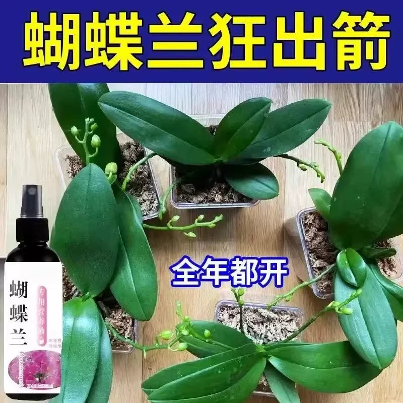 蝴蝶兰专用营养液免稀释促开花防黄叶烂根叶面通用型