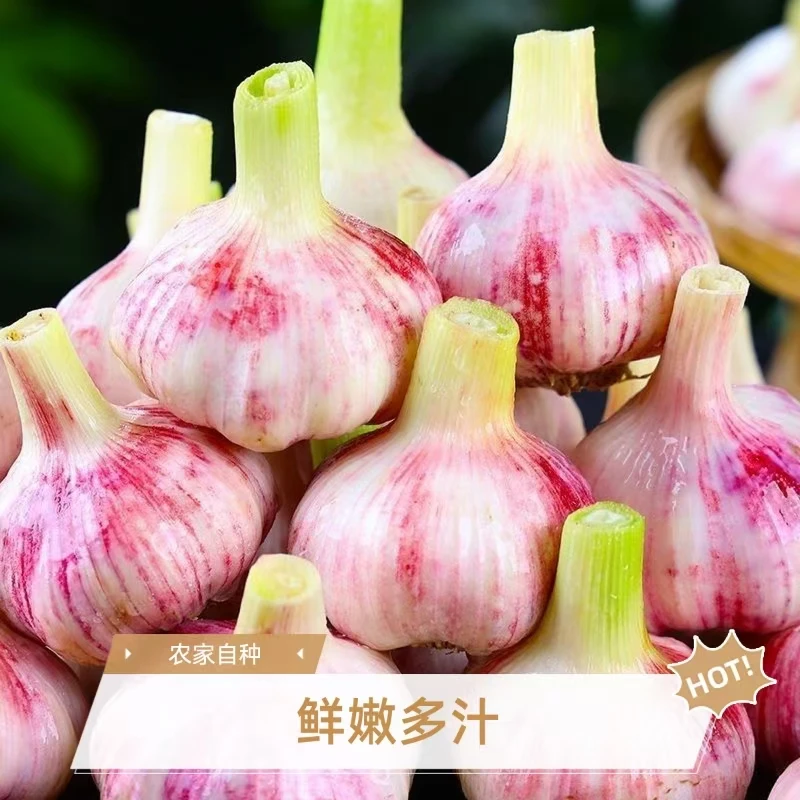 c[当季新蒜]河南现挖鲜蒜新鲜多瓣大蒜头可做糖醋蒜